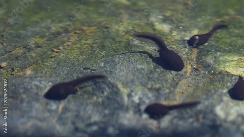Frog tadpoles swimming and searching for food in freshwater pond
