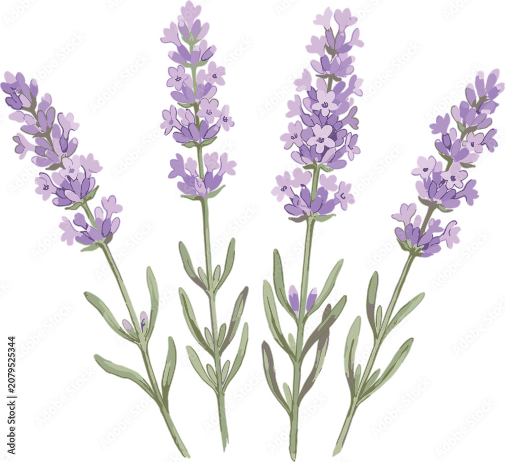 Fototapeta premium Watercolor lavender flowers vector set featuring purple botanical blossom sprigs and green leaves isolated on white background.