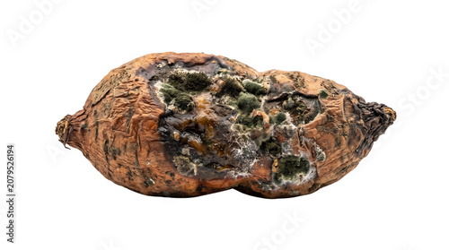 Foto Rotten sweet potato with green mold growth, decaying organic vegetable with fung