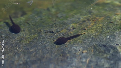 Frog tadpoles swimming and searching for food in freshwater pond
