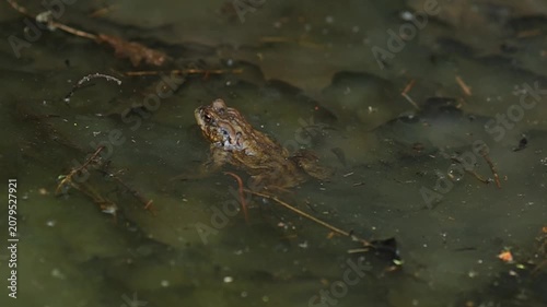 Common toad Bufo bufo sitting in a shallow stream of clear water