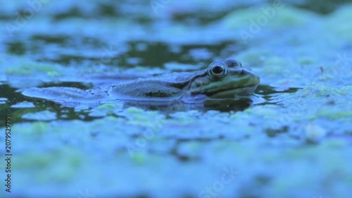 Green Frog Croaking in Pond at Evening