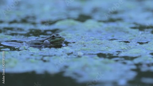 Green Frog Croaking in Pond at Evening