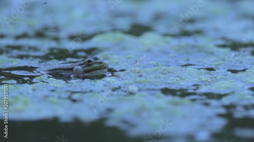 Green Frog Croaking in Pond at Evening