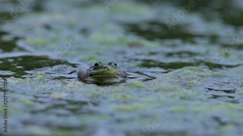 Green Frog Croaking in Pond at Evening