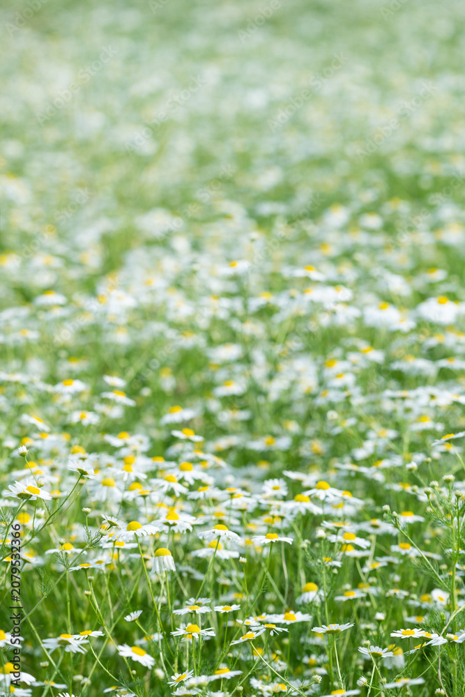 Fototapeta premium Soft Chamomile Flower Meadow in Spring