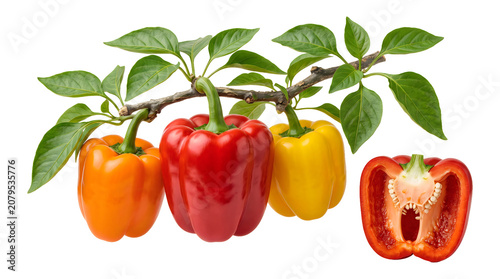 Vibrant orange, red, and yellow bell peppers hanging from a leafy green stem, accompanied by a halved red bell pepper showing the inner seeds and white membrane on a white background