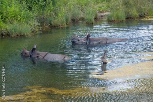 Two Indian Rhinos in lake