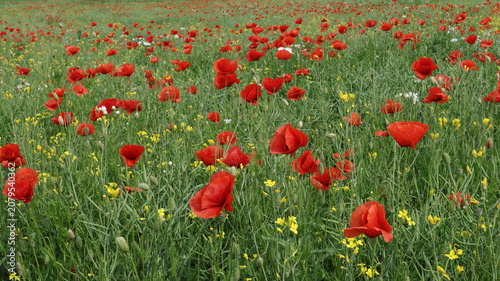 Vibrant field of blooming red poppies mixed with yellow wildflowers stretches across a lush green meadow.