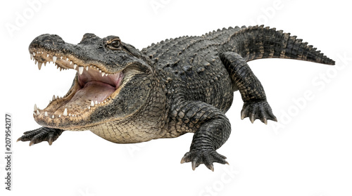 фотографія American alligator with mouth open showing sharp teeth and a dangerous predatory look, powerful reptile in natural habitat, wild predator creature aquatic