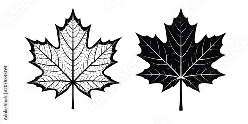Two maple leaves detailed line art and solid silhouette illustrations