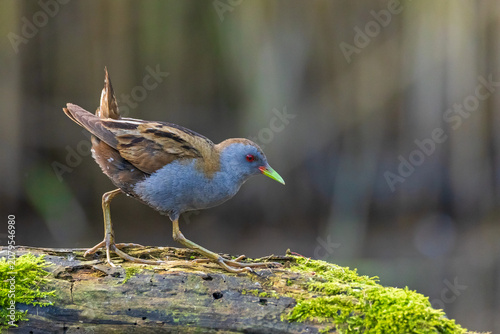 A detailed, close-up full-body shot of a male Little Crake (Zapornia parva / Porzana parva) stepping carefully on an old, moss-covered log. 