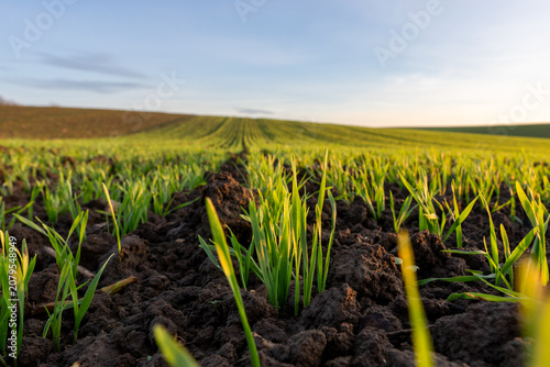 Winter Wheat Grows in a Field With Strong Sunlight Shining Over New Crops During Early Spring in a Rural Area