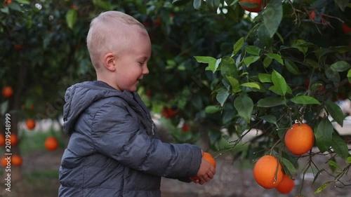 Smiling little boy cannot pick an orange, the orange is firmly attached to the branch. 4K.
