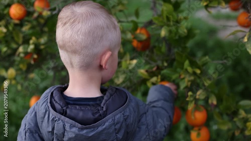 Little boy cannot pick an orange, the orange is firmly attached to the branch. 4K.