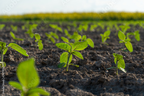 New Sprouts Grow in a Field Under Sunlight During Spring With Clear Skies and Fertile Soil in the Background