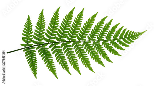Billede på lærred Green fern leaf plant foliage branch detail for natural organic botanical design element isolated on transparent background high resolution png image file