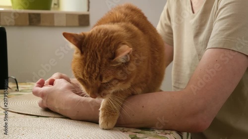 Close-up of happy ginger cat enjoying being petted by its owner while sitting comfortably on a dining table, showing a beautiful moment of companionship between a human and a pet