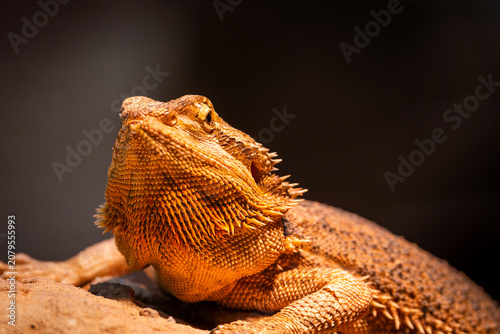 Close-up Portrait of a Bearded Dragon Lizard Sunbathing on a Rock, Detailed Macro Shot of Reptile Scales and Spikes with Warm Light Against Dark Background