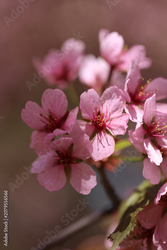 Pink and red rosebud cherry three flowers in a closeup color image. Pink background. Traditional cute Japanese springtime flowers photographed in Helsinki cherry park (kirsikkapuisto).