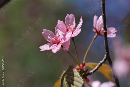 Pink and red rosebud cherry three flowers in a closeup color image. Green and brown background. Traditional cute Japanese springtime flowers photographed in Helsinki cherry park (kirsikkapuisto).