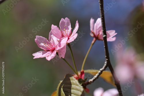 Pink and red rosebud cherry three flowers in a closeup color image. Green and brown background. Traditional cute Japanese springtime flowers photographed in Helsinki cherry park (kirsikkapuisto).