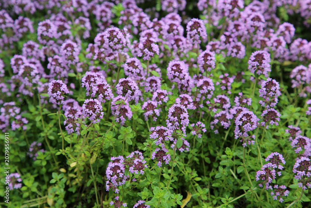 Obraz premium Dense clusters of purple creeping thyme (Thymus serpyllum) flowers blooming in a garden. Aromatic ground cover plant photographed in natural light with lush green foliage and soft background blur.