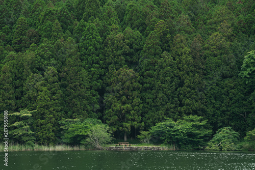 Forest lake tree green natu...