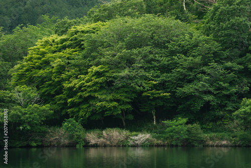Green forest tree lake refl...