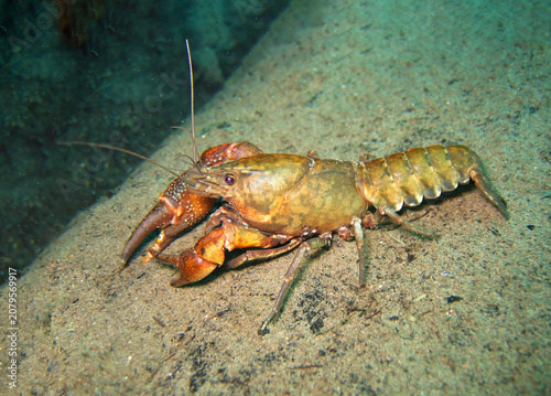 cangrejo de rio
