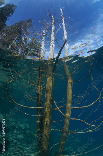 Lago de montaña, arboles bajo el agua