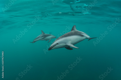 Delfin oscuro