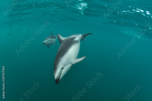 Delfin oscuro en Patagonia