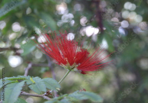 Exotische rote Puderquastenstrauch Blüte Calliandra im Sonnenlicht