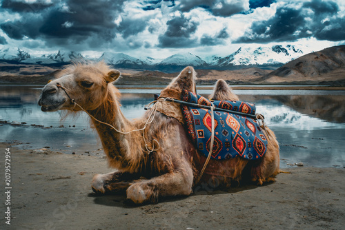 Obraz na płótnie Camel infront of the Karakul Lake and the Pamir Mountains in Xinjiang Uyghur Autonomous Region of China