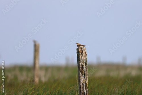 Obraz na plátně wheatear