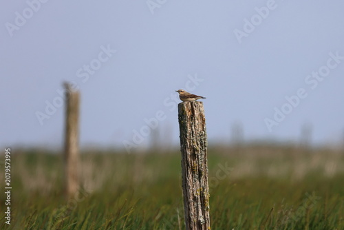 Принти на полотні wheatear