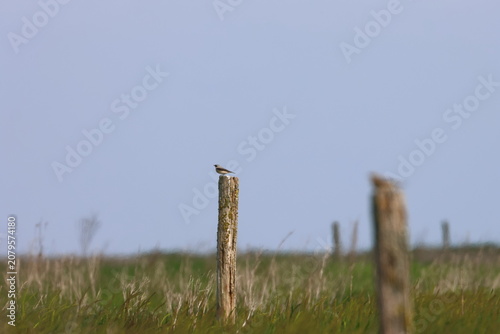Canvastavla wheatear
