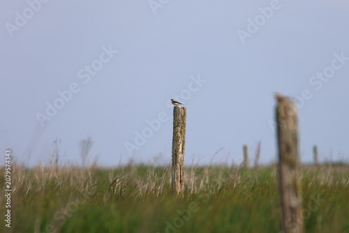 Cuadro en lienzo wheatear