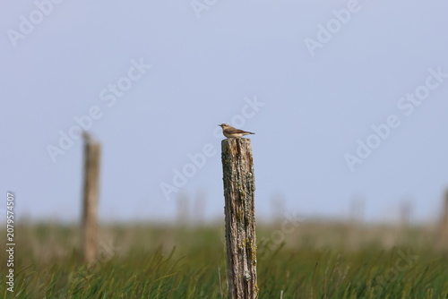 Konstfotografi wheatear
