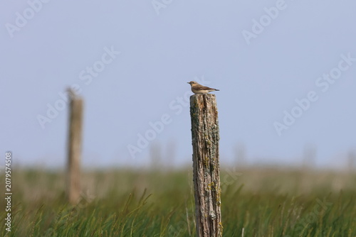Canvastavla wheatear