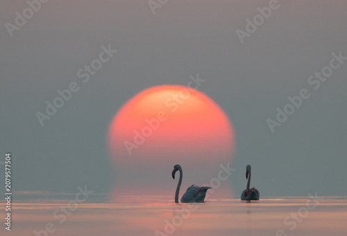 Foto Greater Flamingos wading and dramatic sunrise at Asker coast of Bahrain