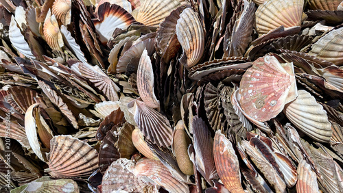 Εκτύπωση καμβά Large collection of great Scallop Shells (Pecten maximus) on sandy beach
