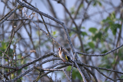 European goldfinch (Carduelis carduelis, Stieglitz) perching in a tree