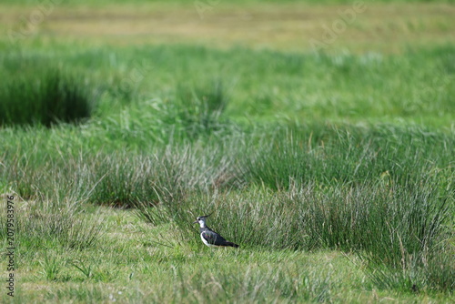 Northern lapwing (Vanellus vanellus, Kiebitz)
