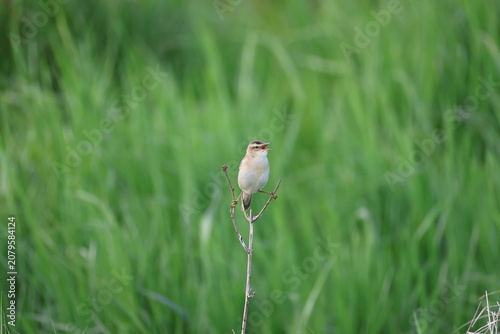 Sedge warbler (Acrocephalus schoenobaenus, Schilfrohrsänger)