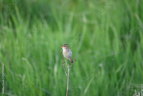 Sedge warbler (Acrocephalus schoenobaenus, Schilfrohrsänger)