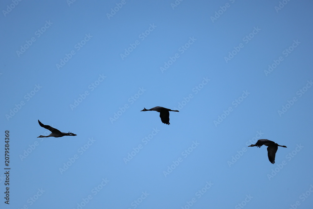 Fototapeta premium Common Crane (Grus grus)