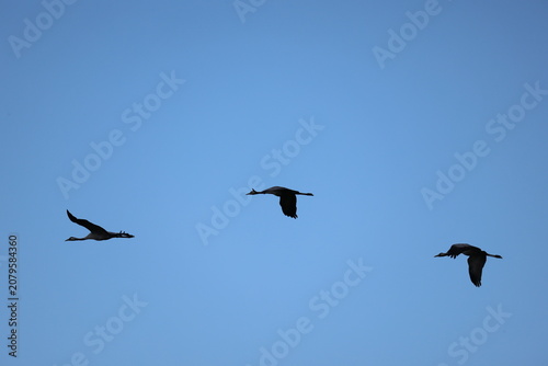 Common Crane (Grus grus)