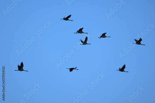 Common Crane (Grus grus)
